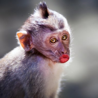 Картина, постер, плакат, фотообои "смешная обезьяна с красными губами
", артикул 70254469