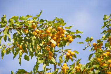 Kayısı meyve ağacı