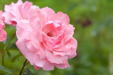 Gül çiçeği. Yaklaş.