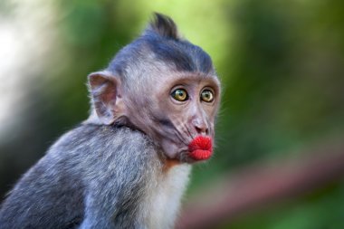 Kırmızı dudaklar ile komik maymun