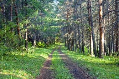 Ormandaki dağ yolu.