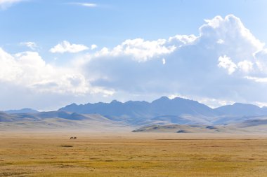 Atları graizing mera üzerinde