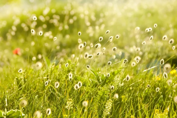 Pradera verde en los rayos —  Fotos de Stock