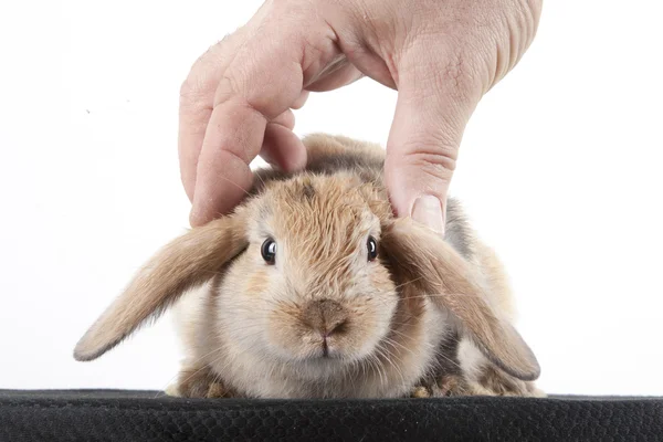 Petit lapin dans une boîte — Photo