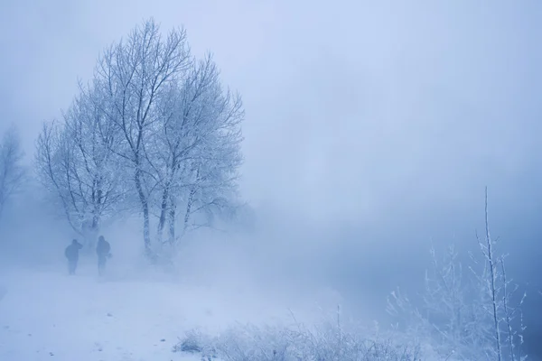 Árboles de invierno y cerca —  Fotos de Stock