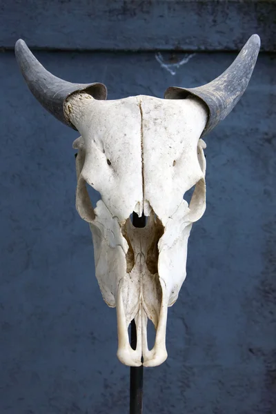 White Skull krowy — Zdjęcie stockowe