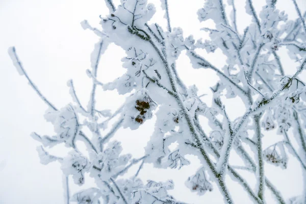 冬の木とフェンス — ストック写真