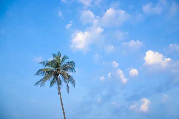 空の背景にパームします。 — ストック写真