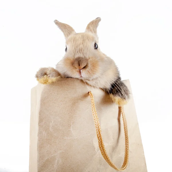 Rabbit in a paper bag — Stock Photo, Image