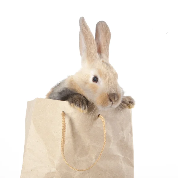 Kanin i en papirpose – stockfoto