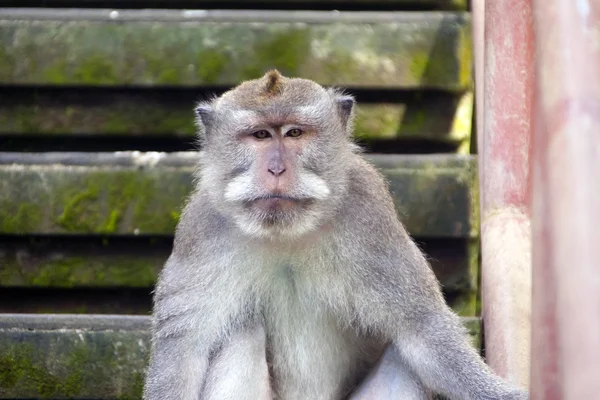 Funny sitting monkey — Stock Photo, Image