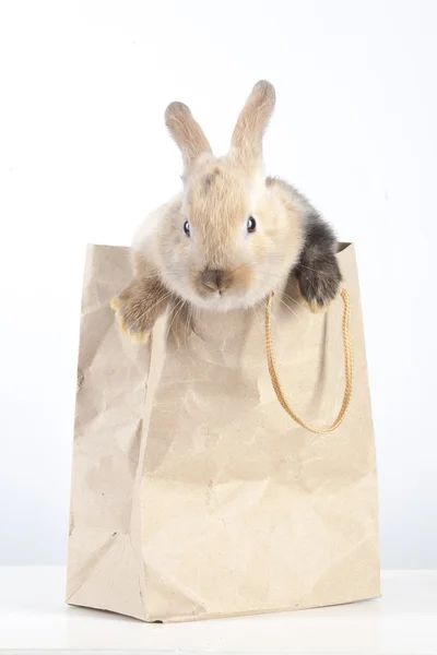 Rabbit in a paper bag — Stock Photo, Image