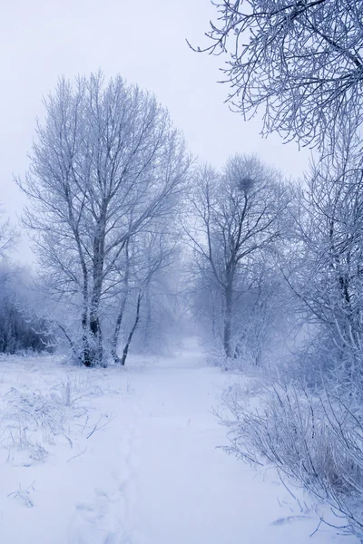 Árvores de inverno e cerca — Fotografia de Stock