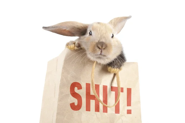 Coniglio in un sacchetto di carta — Foto Stock