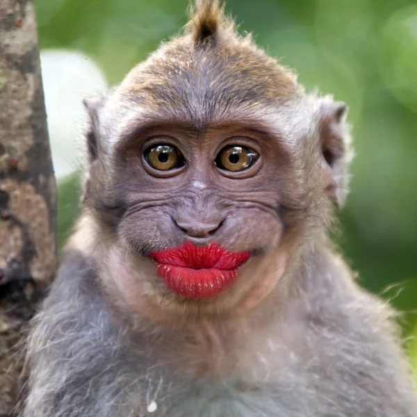 Macaco engraçado com lábios vermelhos — Fotografia de Stock