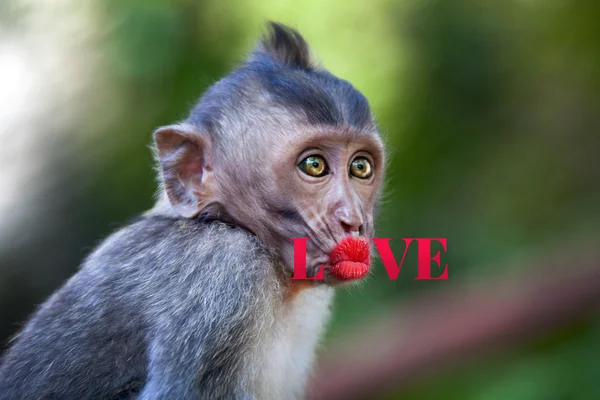 Funny monkey with a red lips — Stock Photo, Image