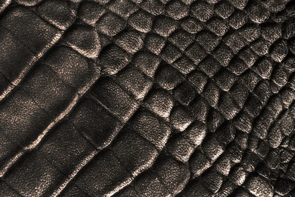 Reptile huidtextuur — Stockfoto