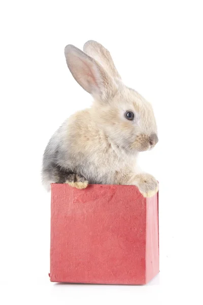 Pequeño conejo en una caja — Foto de Stock