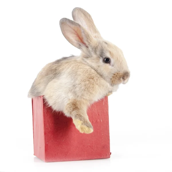 Kleines Kaninchen in einer Schachtel — Stockfoto