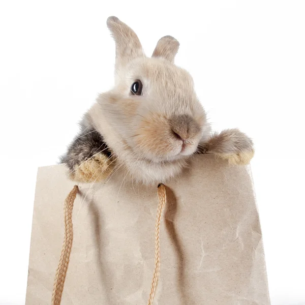 Coelho em um saco de papel — Fotografia de Stock