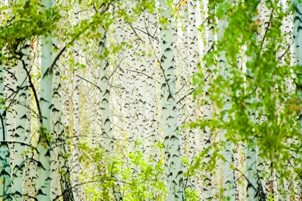 Floresta de bétula primavera — Fotografia de Stock