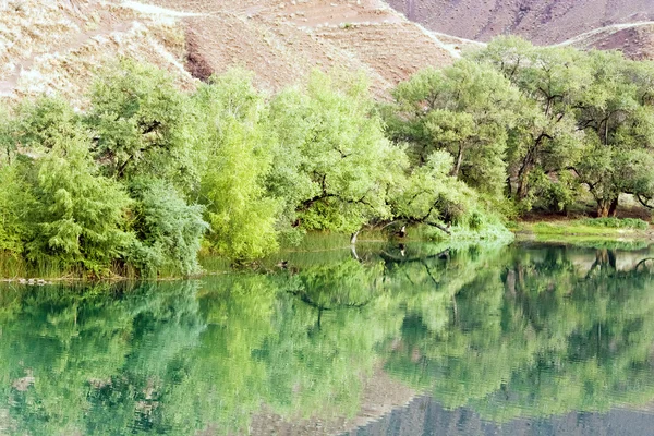 Stromy v horské jezero — Stock fotografie