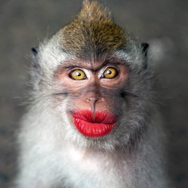 Funny monkey with a red lips