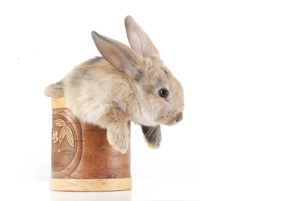 Pequeño conejo en una caja — Foto de Stock