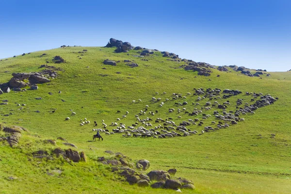 牧草地で羊の放牧 — ストック写真