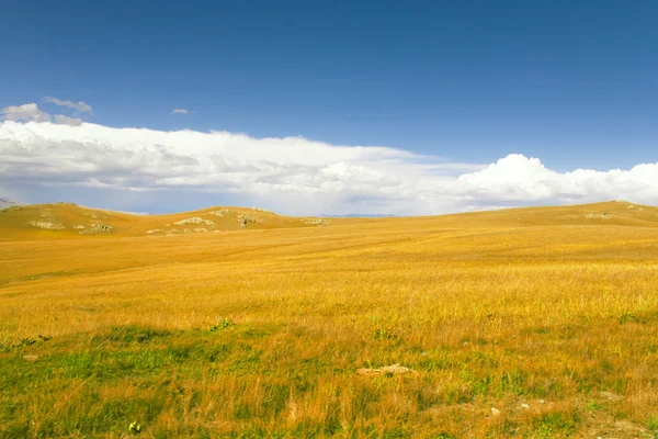 Prado amarelo e céu azul — Fotografia de Stock