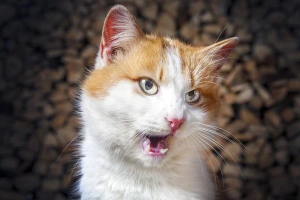 緑の目の猫 — ストック写真