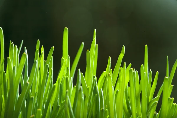 Sprouts green onions — Stock Photo, Image