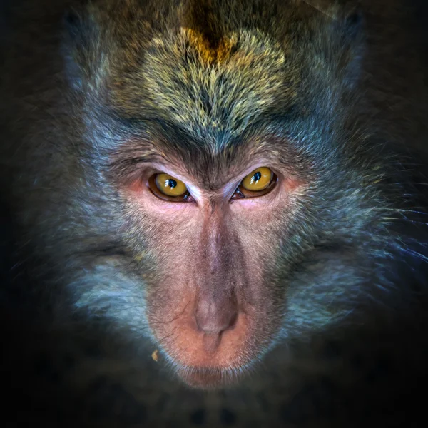 Méchant portrait de singe — Photo