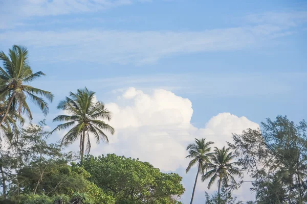 Selva tropical e céu . — Fotografia de Stock