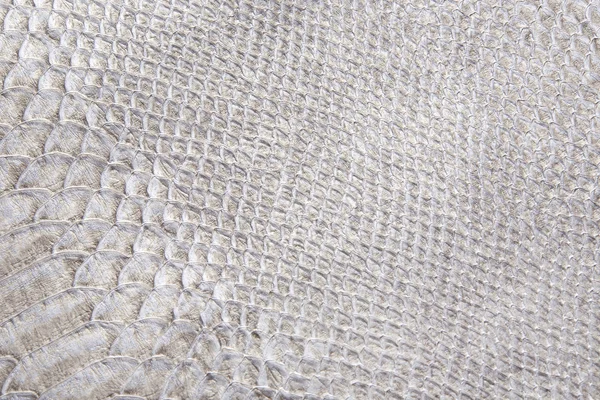 Reptile skin texture — Stock Photo, Image