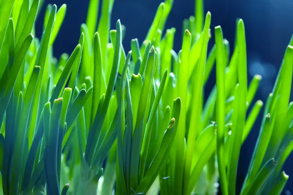 Brotes cebollas verdes — Foto de Stock