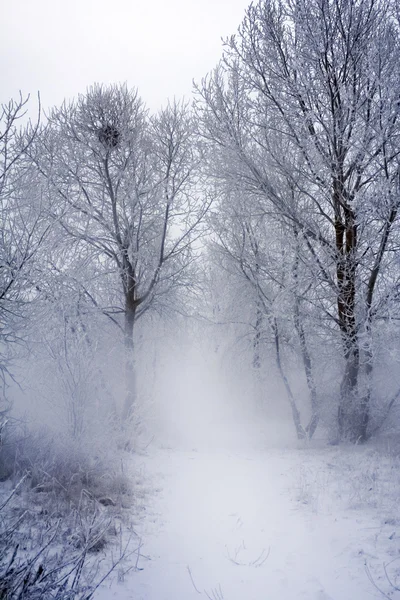 Árvores de inverno e cerca — Fotografia de Stock