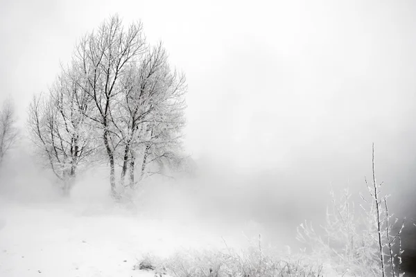 Árvores de inverno e cerca — Fotografia de Stock