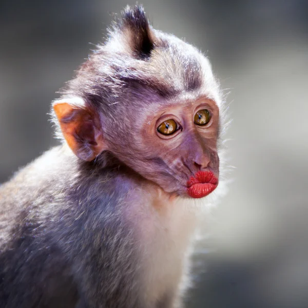 Смешная обезьяна с красными губами — стоковое фото