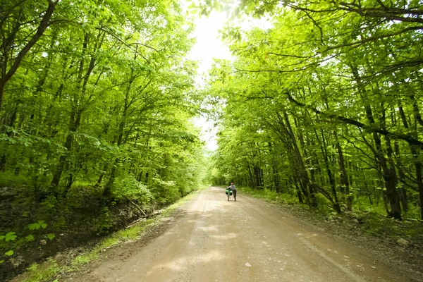 Wiosenny las zielony — Zdjęcie stockowe