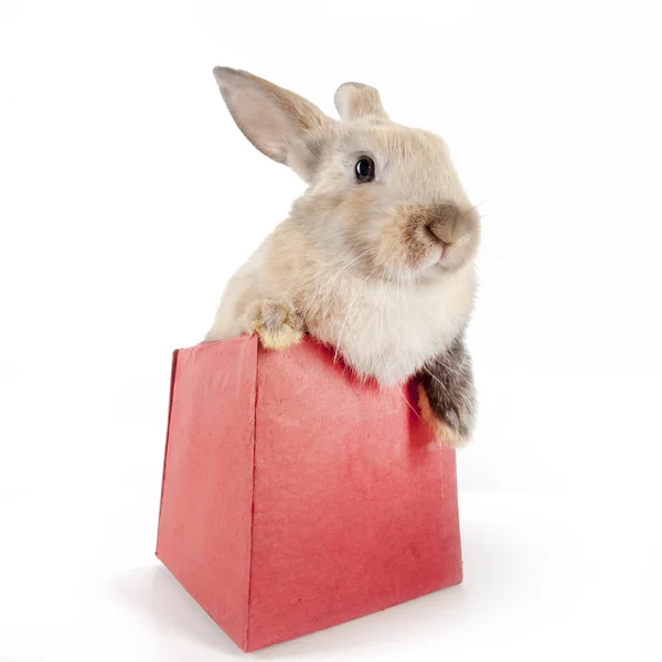 Petit lapin dans une boîte — Photo