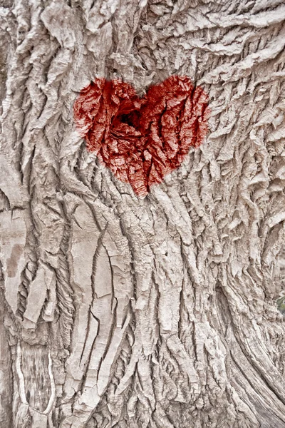 树皮纹理与一颗红色的心 — 图库照片