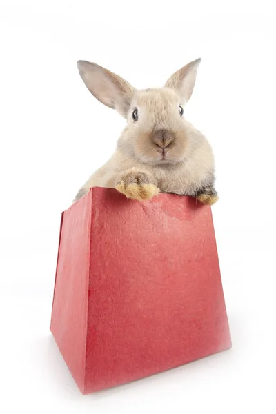 Kleine konijn in een doos — Stockfoto