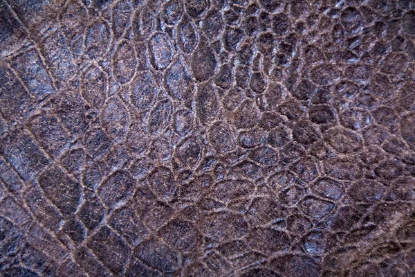 Texture de peau de reptile — Photo