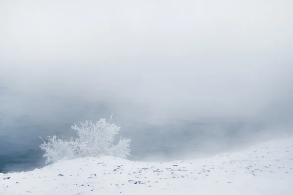 Winter trees and fence — Stock Photo, Image