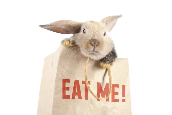 Кролик в бумажном пакете — стоковое фото