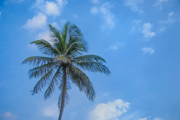 空の背景にパームします。 — ストック写真