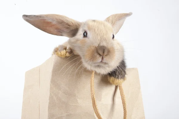 Lapin dans un sac en papier — Photo