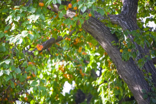 Абрикосовое дерево — стоковое фото