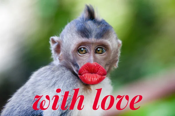 Funny monkey with a red lips — Stock Photo, Image